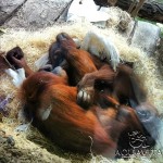 Пражский зоопарк